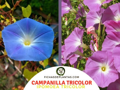 Campanilla tricolor Planta Convolvulaceae