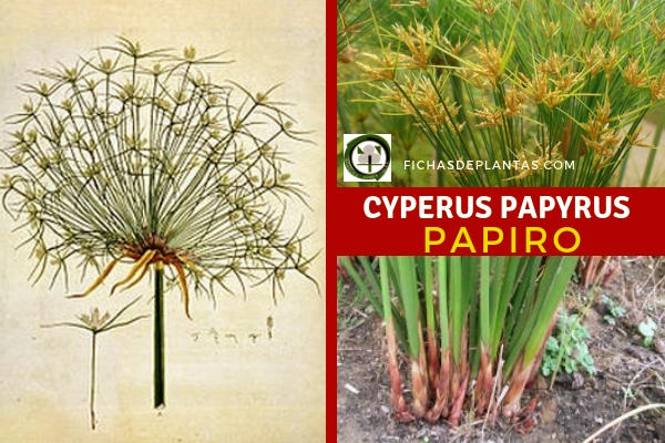 Cyperus papyrus, Papiro Planta