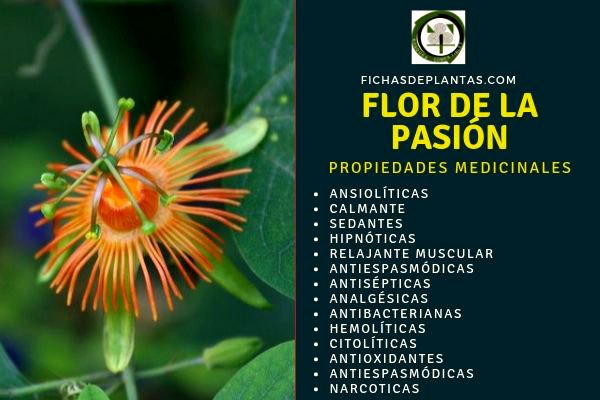 Flor de la Pasión Propiedades
