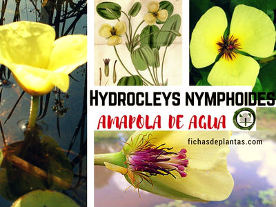 Hydrocleys nymphoides, Amapola de Agua