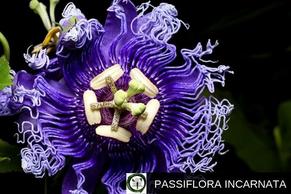 Passiflora Incarnata, Flor