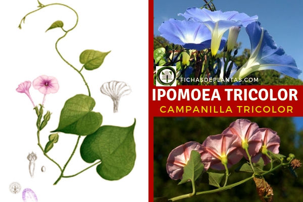 Ipomoea tricolor o Badoh Negro