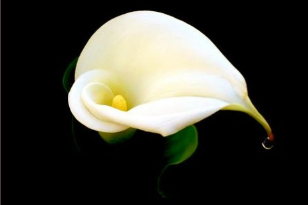 Lirio de Agua Planta