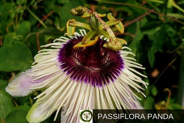 Passiflora Panda, Flor