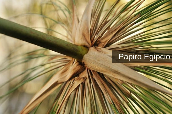 Papiro Egipcio