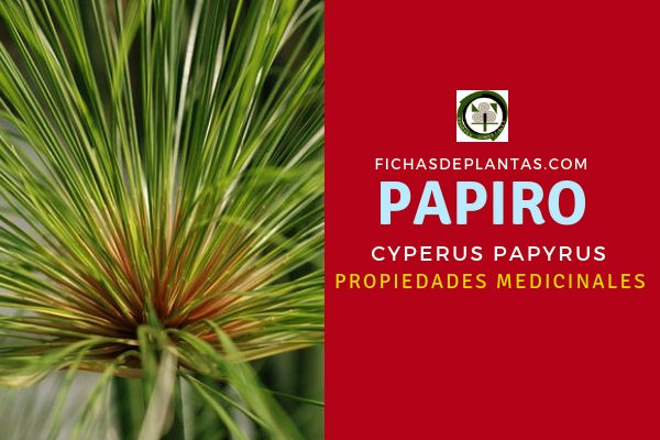 Papiro Propiedades 