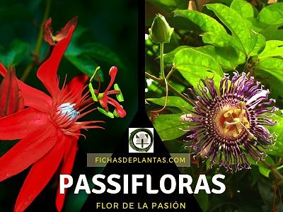 Passiflora o Flor de la Pasión