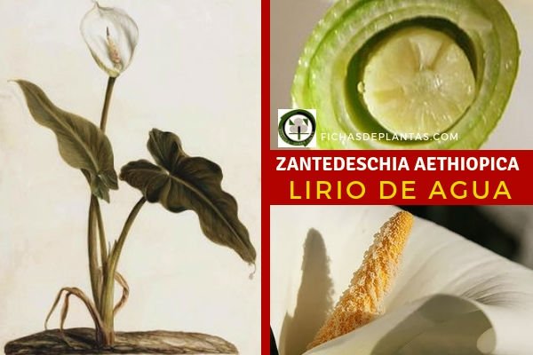 Zantedeschia aethiopica, Cala