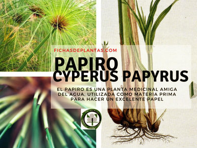 Papiro Planta
