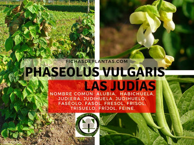 Las Judías Phaseolus vulgaris