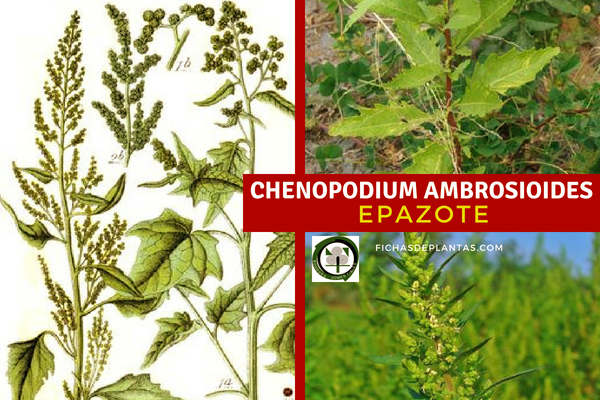 Chenopodium ambrosioide