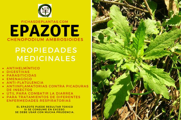 Epazote Propiedades Medicinales