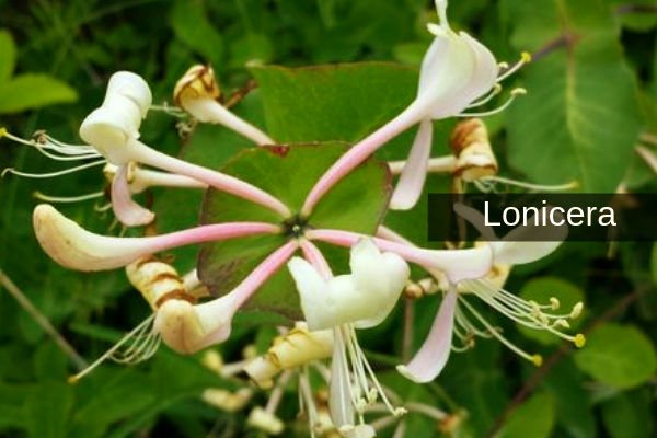 Lonicera o Madreselva Planta