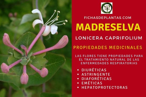 Madreselva Propiedades