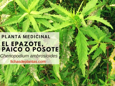 Planta Epazote para que Sirve
