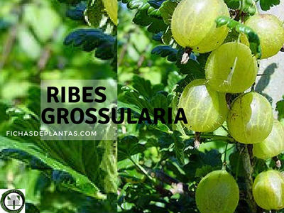 grosella-fruto-del-grosellero-espinoso