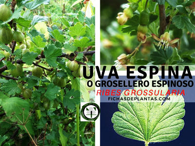 Uva Espina, Ribes grossularia