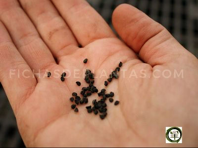 semilla de cebolla imagen