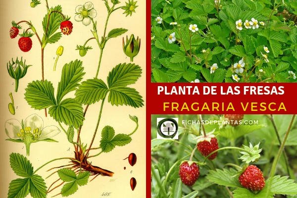 Fragaria vesca, Fresa