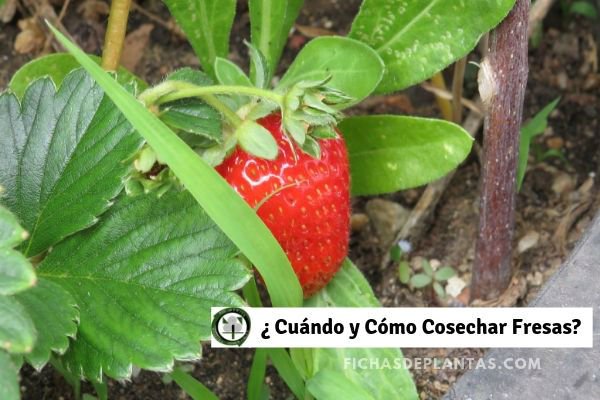 Cosechar Fresas