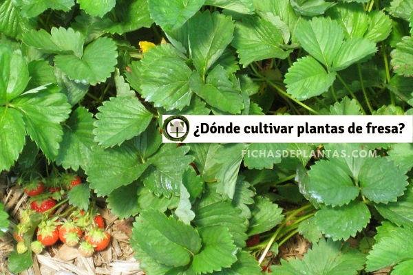 Cultivo de la Fresa