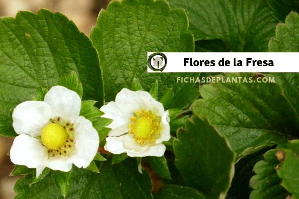 Flores de la Fresa, Imagen