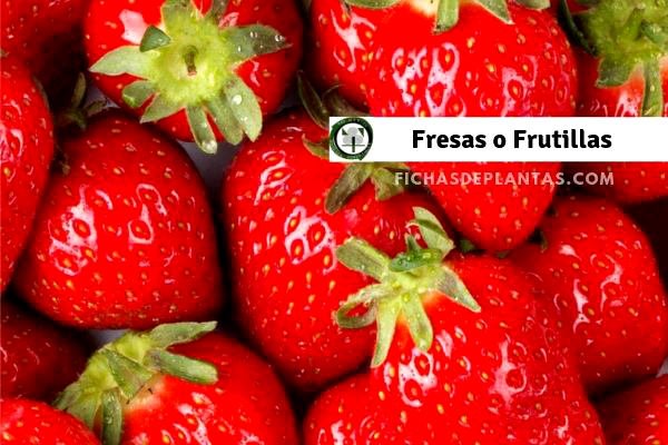 Fresa o Frutillas
