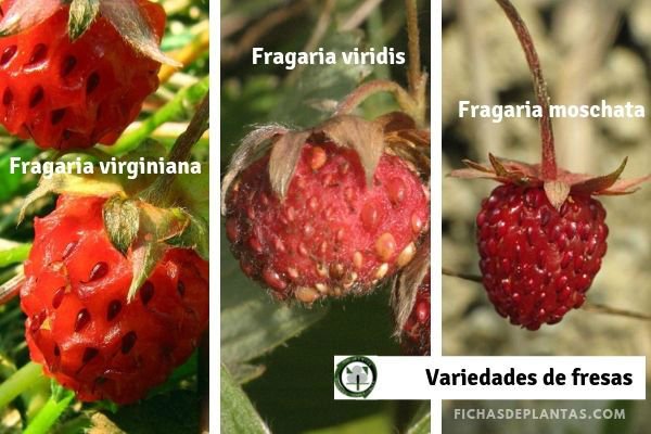 Variedades de Fresas