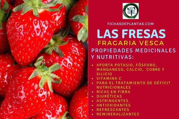Fresas Propiedades Medicinales