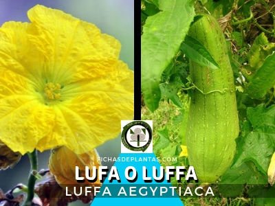 Lufa o Luffa Planta Cucurbitaceae