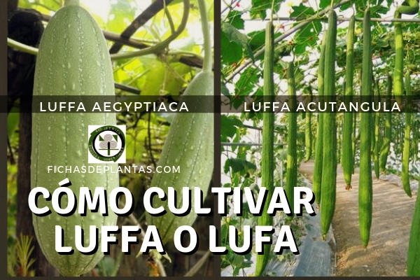 Cultivo de la Luffa o Lufa