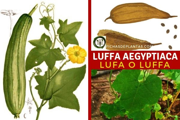 Luffa aegyptiaca, Lufa