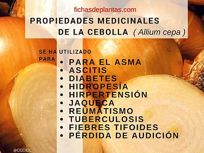 La Cebolla Beneficios y Propiedades Medicinales