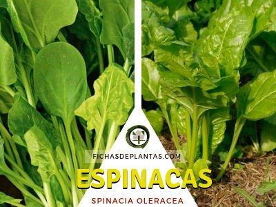 Espinacas Planta Chenopodiaceae