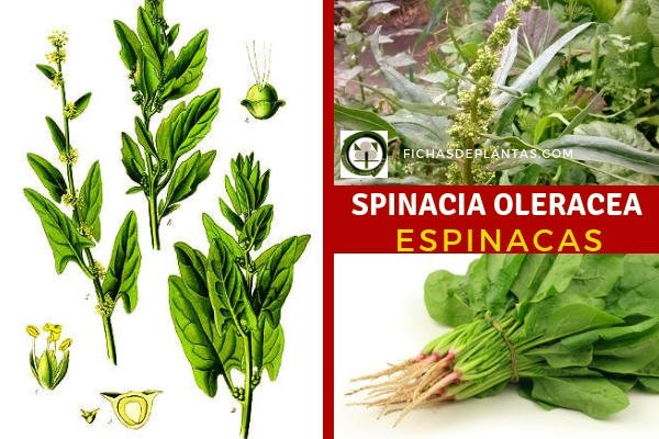 Spinacia oleracea, Espinacas