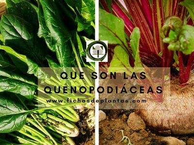 Quenopodiaceas Plantas