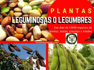 Plantas Leguminosas