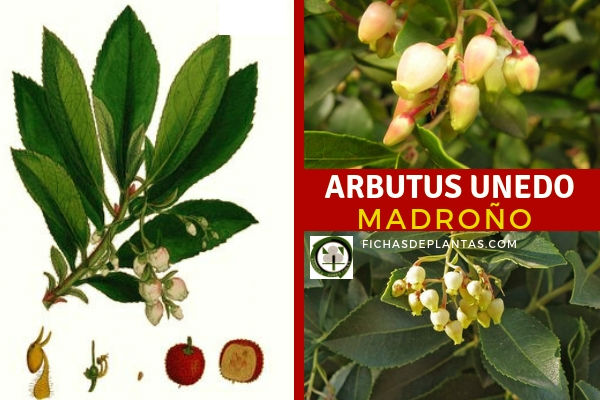 Arbutus unedo, Madroño