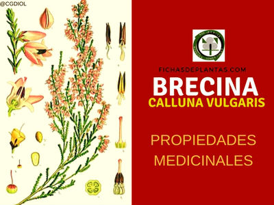 Calluna vulgaris, Propiedades Medicinales