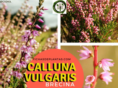 Calluna vulgaris, Brecina