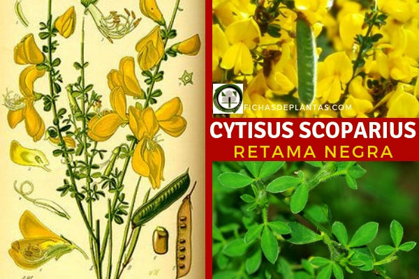 Cytisus scoparius, Retama Negra