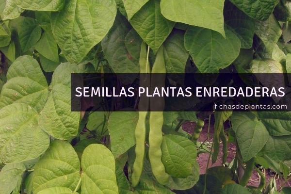 Semillas Plantas Enredaderas