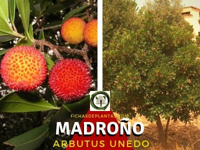 Madroño, arbusto Ericáceas