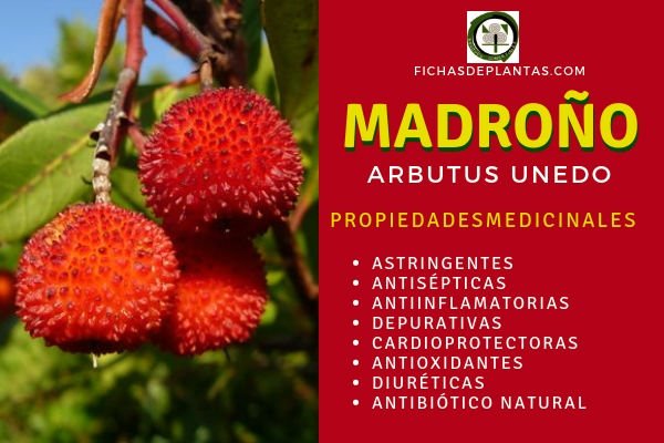 Madroño Propiedades