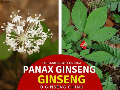 Panax ginseng, Ginseng