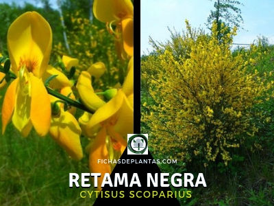 Retama Negra, Cytisus scoparius | DESCRIPCIÓN, PROPIEDADES Y USOS