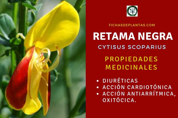 Retama Negra Propiedades