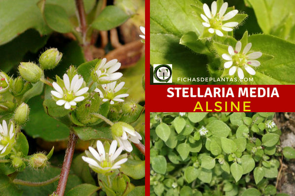 Álsine, Planta Medicinal