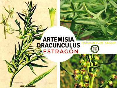 Artemisia dracunculus, Estragón o Tarragón
