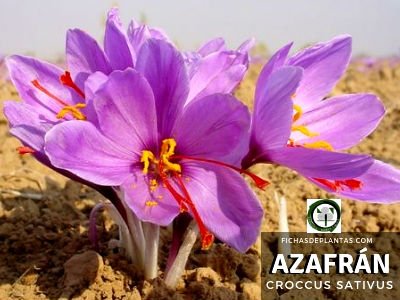 Azafrán Planta